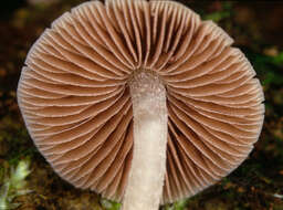 Imagem de Psathyrella pygmaea (Bull.) Singer 1951