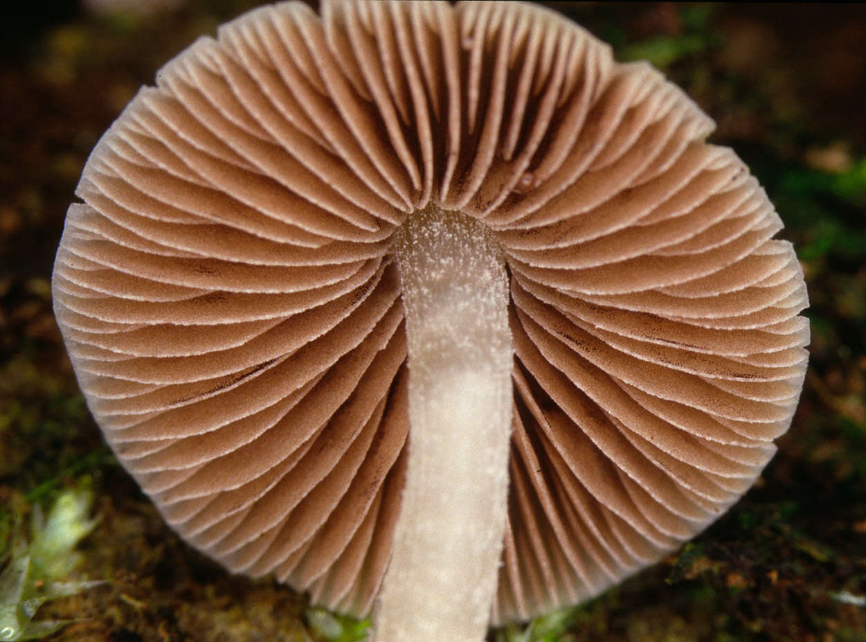 Image of Psathyrella pygmaea (Bull.) Singer 1951