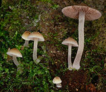 Imagem de Psathyrella pygmaea (Bull.) Singer 1951