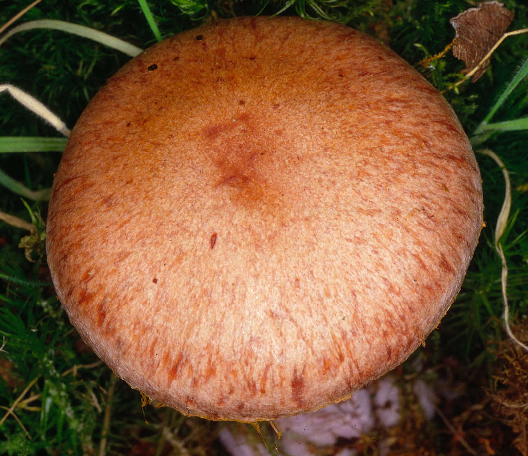 Imagem de Cortinarius pearsonii P. D. Orton 1958