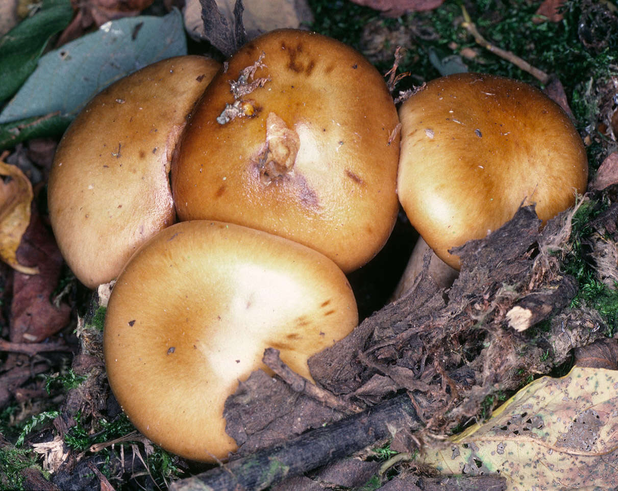 Image of Cortinarius fulvosquamosus P. D. Orton 1977