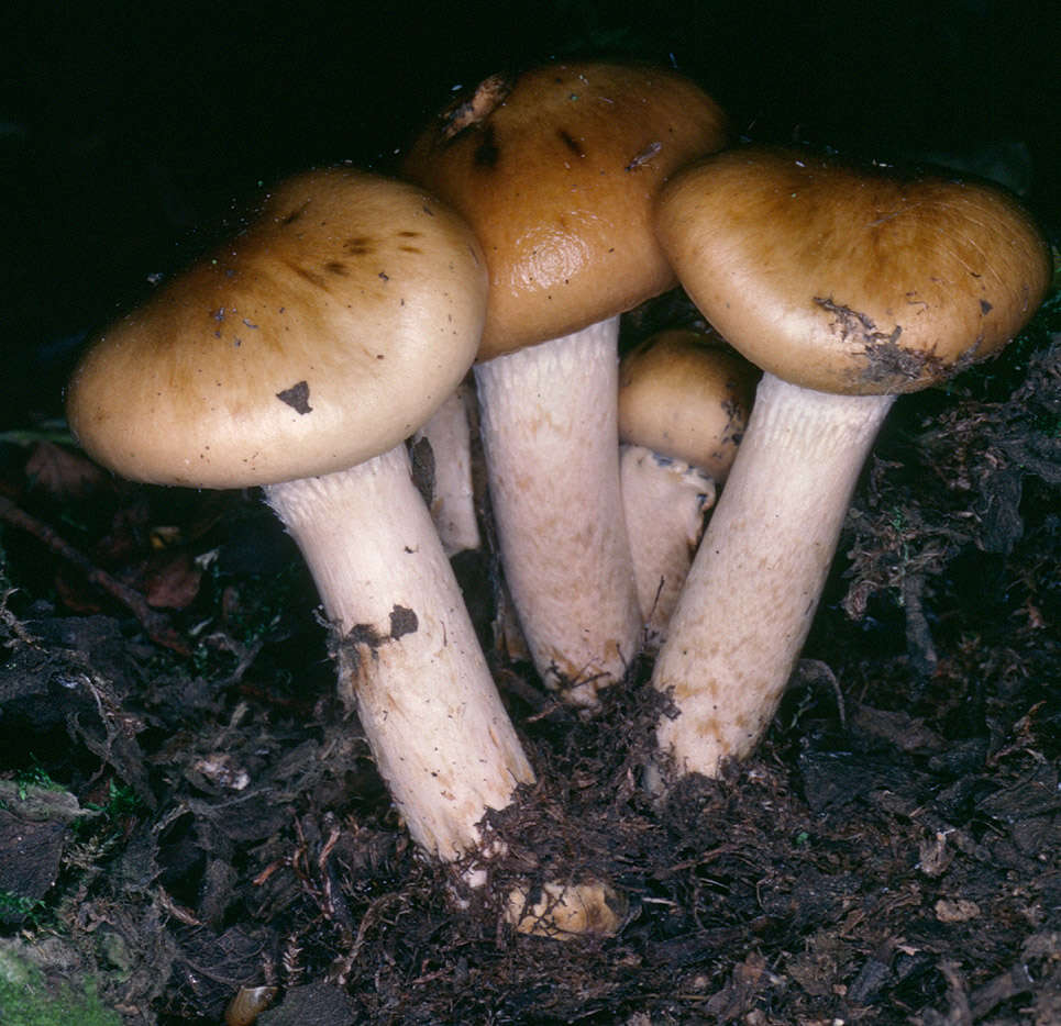 Image of Cortinarius fulvosquamosus P. D. Orton 1977