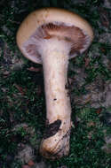Image of Cortinarius fulvosquamosus P. D. Orton 1977