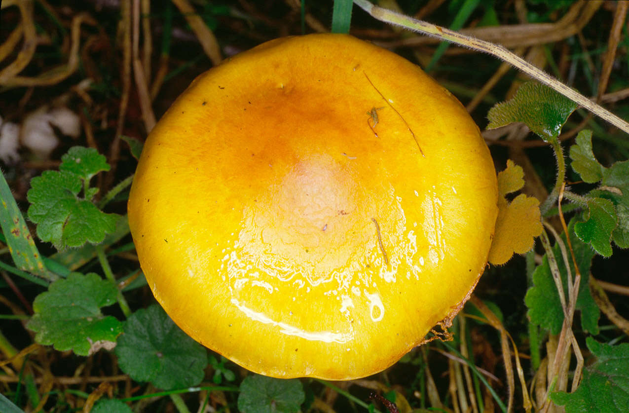 Image of Yellow girdled webcap