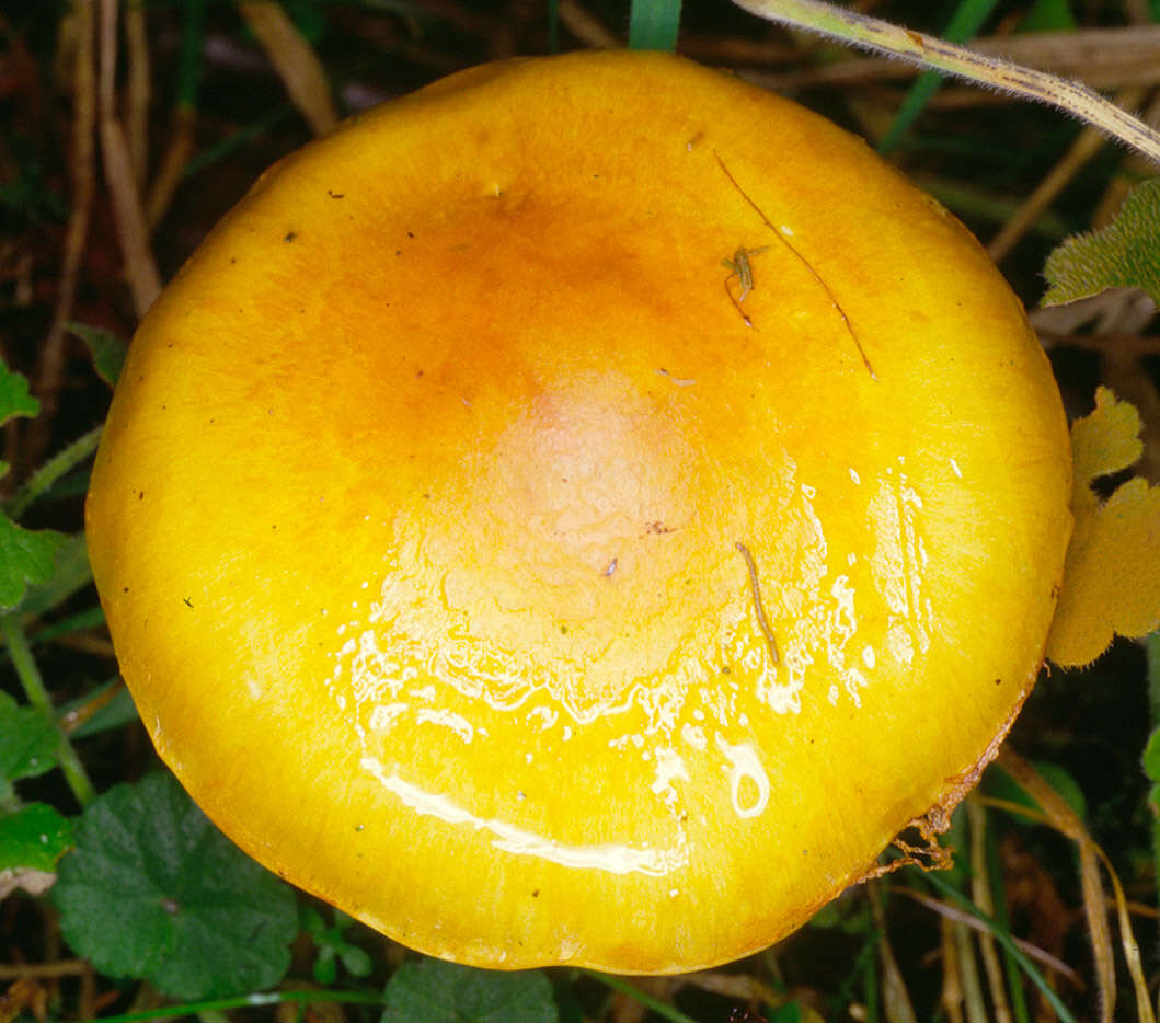 Image of Yellow girdled webcap