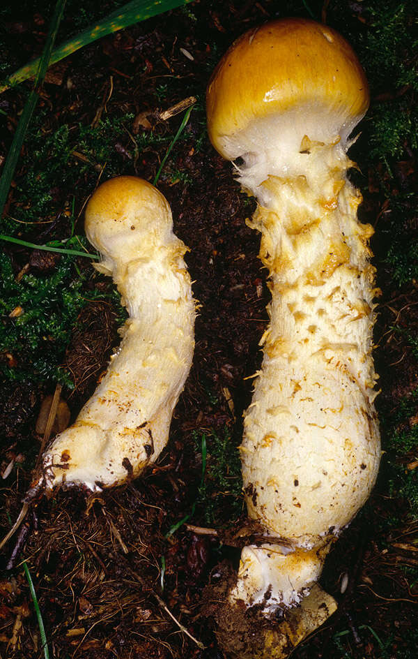 Image of Yellow girdled webcap