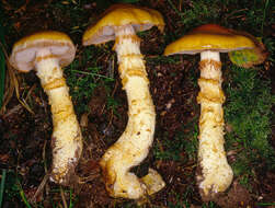 Image of Yellow girdled webcap