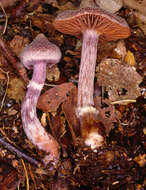 Image of Cortinarius flexipes (Pers.) Fr. 1838