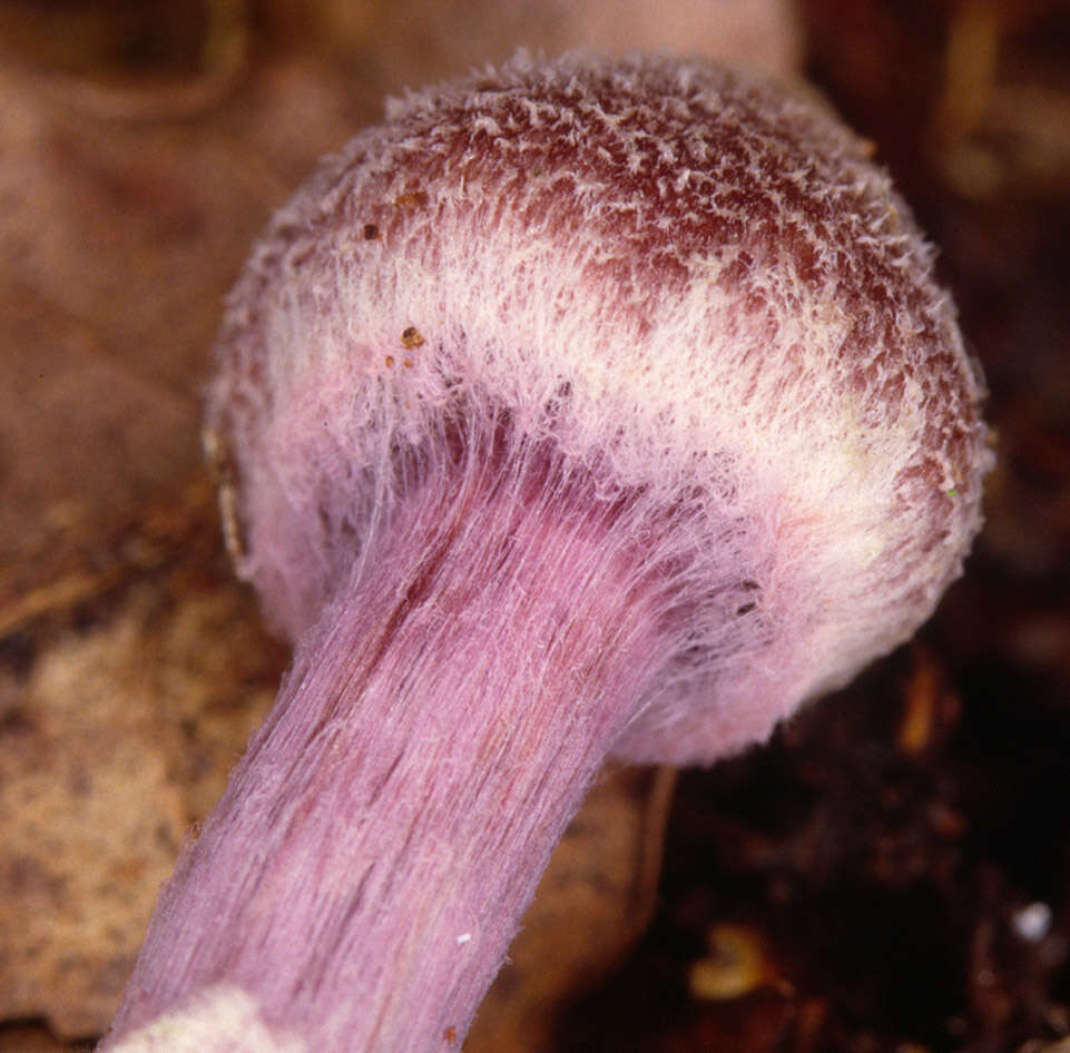 Image of Cortinarius flexipes (Pers.) Fr. 1838