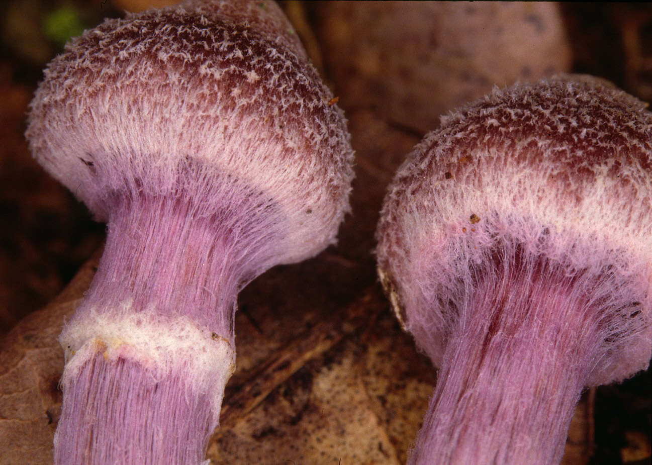 Image of Cortinarius flexipes (Pers.) Fr. 1838