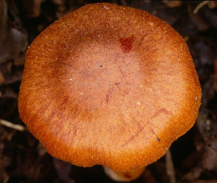 Image of Cortinarius uliginosus Berk. 1860