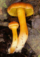 Image of Cortinarius uliginosus Berk. 1860