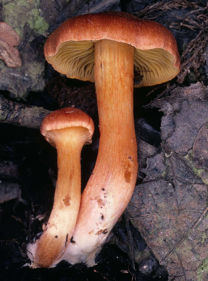 Image of Cortinarius uliginosus Berk. 1860