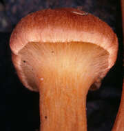 Image of Cortinarius uliginosus Berk. 1860