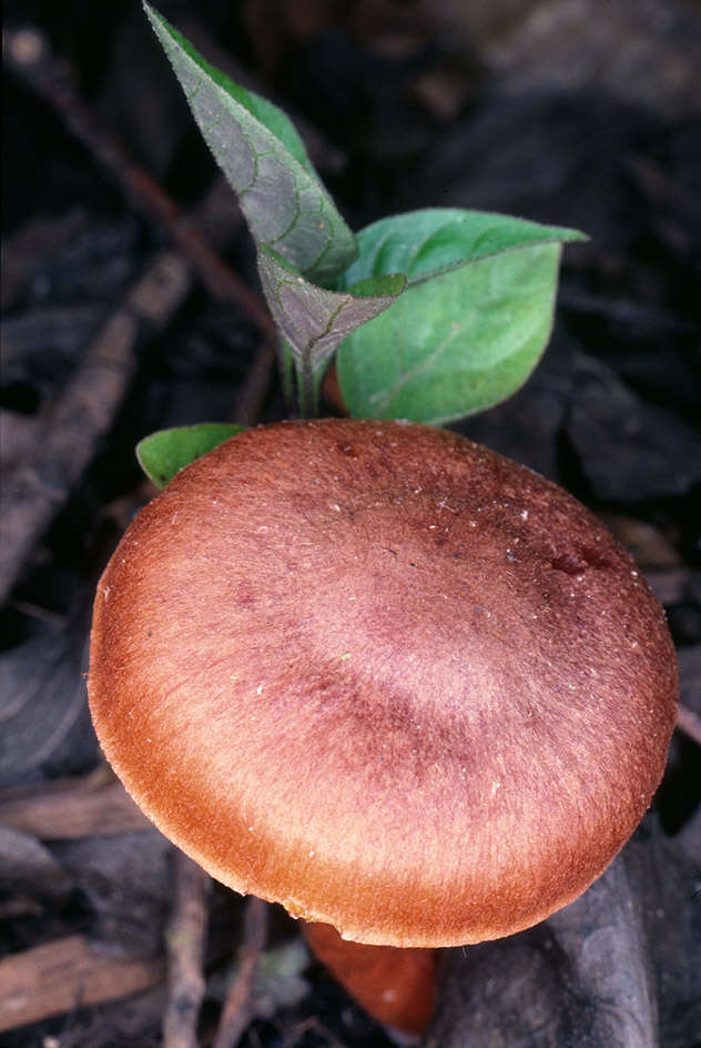 Image of Cortinarius uliginosus Berk. 1860