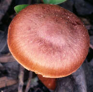 Image of Cortinarius uliginosus Berk. 1860