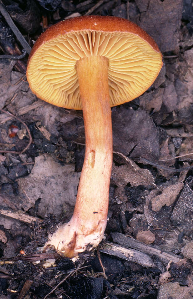 Image of Cortinarius uliginosus Berk. 1860