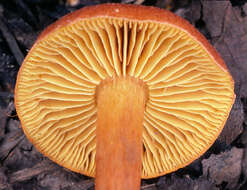 Image of Cortinarius uliginosus Berk. 1860