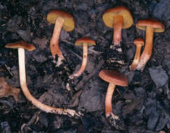 Image of Cortinarius uliginosus Berk. 1860