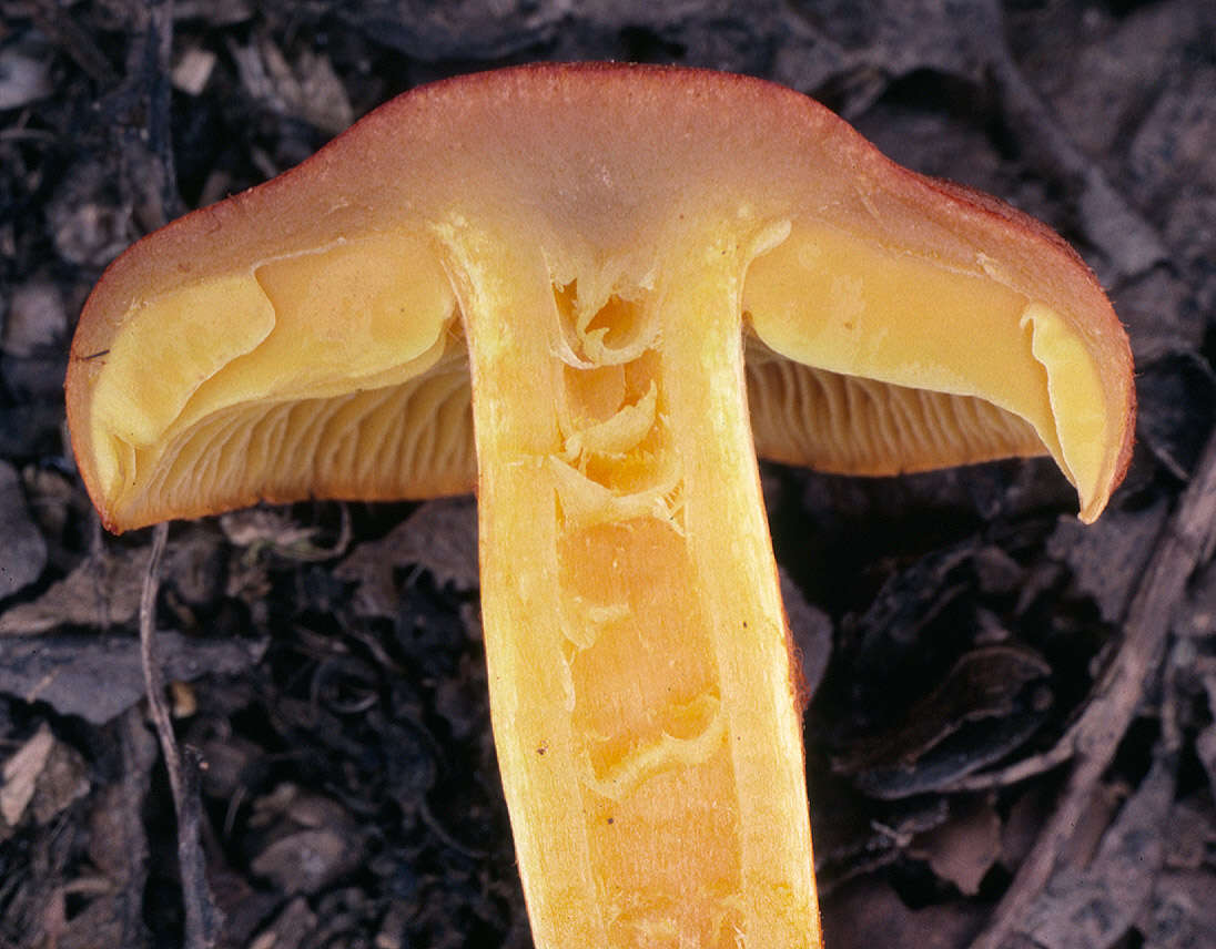 Image of Cortinarius uliginosus Berk. 1860