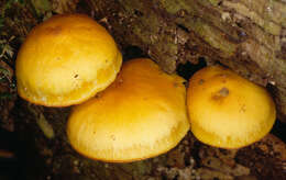 Image of Galerina marginata (Batsch) Kühner 1935