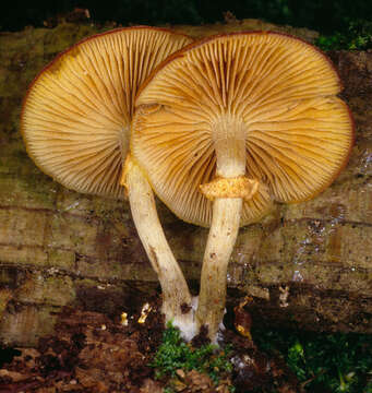 Image of Galerina marginata (Batsch) Kühner 1935