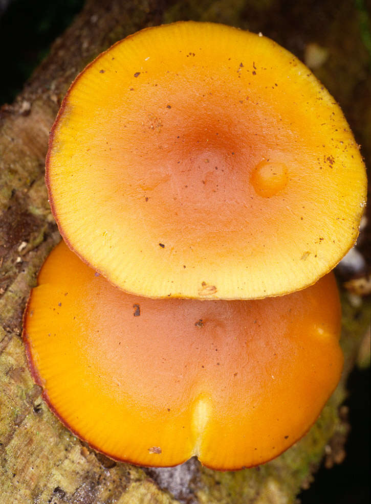 Image of Galerina marginata (Batsch) Kühner 1935