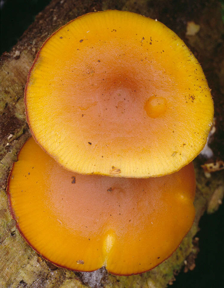 Image of Galerina marginata (Batsch) Kühner 1935