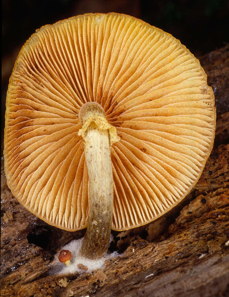 Image of Galerina marginata (Batsch) Kühner 1935