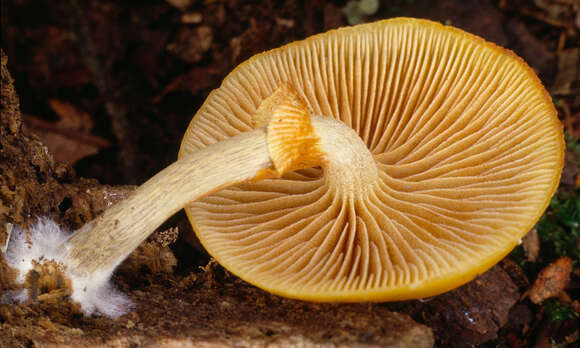 Image of Galerina marginata (Batsch) Kühner 1935