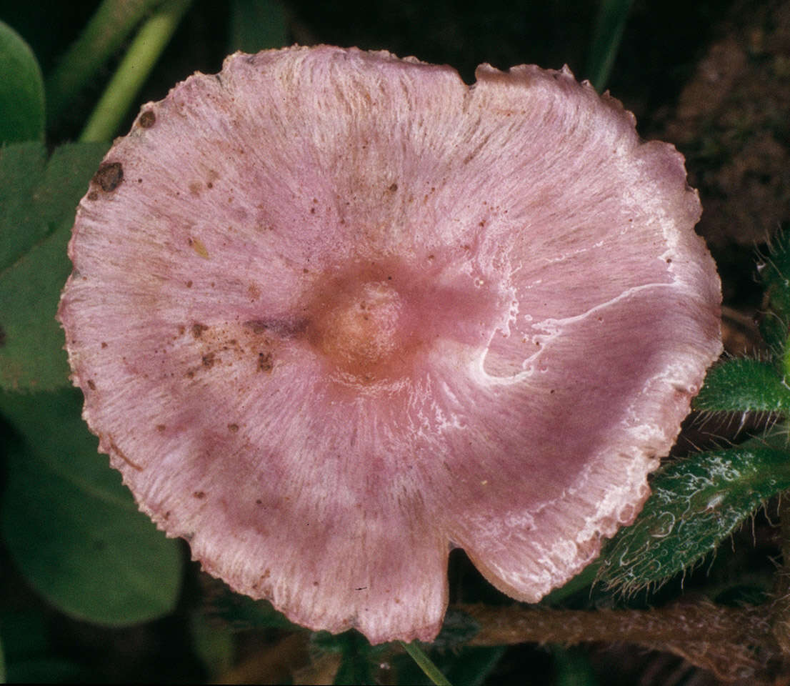 صورة Inocybe geophylla (Bull.) P. Kumm. 1871