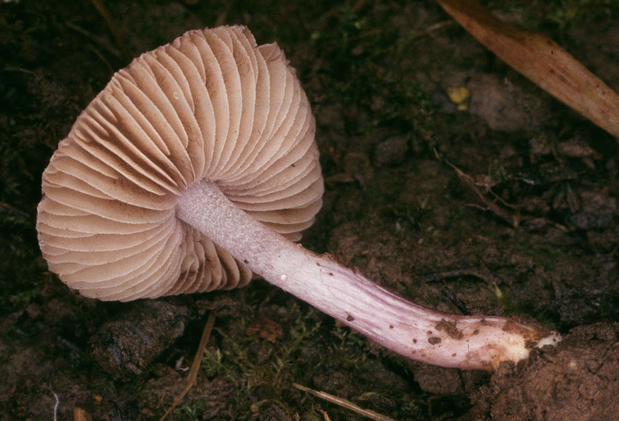 صورة Inocybe geophylla (Bull.) P. Kumm. 1871