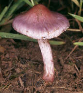 Inocybe geophylla (Bull.) P. Kumm. 1871 resmi