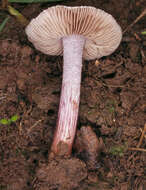 صورة Inocybe geophylla (Bull.) P. Kumm. 1871