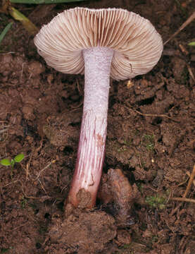 Inocybe geophylla (Bull.) P. Kumm. 1871 resmi