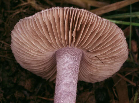 Inocybe geophylla (Bull.) P. Kumm. 1871 resmi