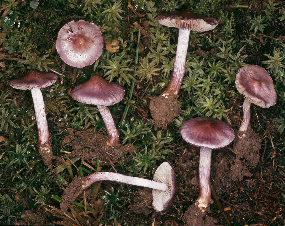 Inocybe geophylla (Bull.) P. Kumm. 1871 resmi