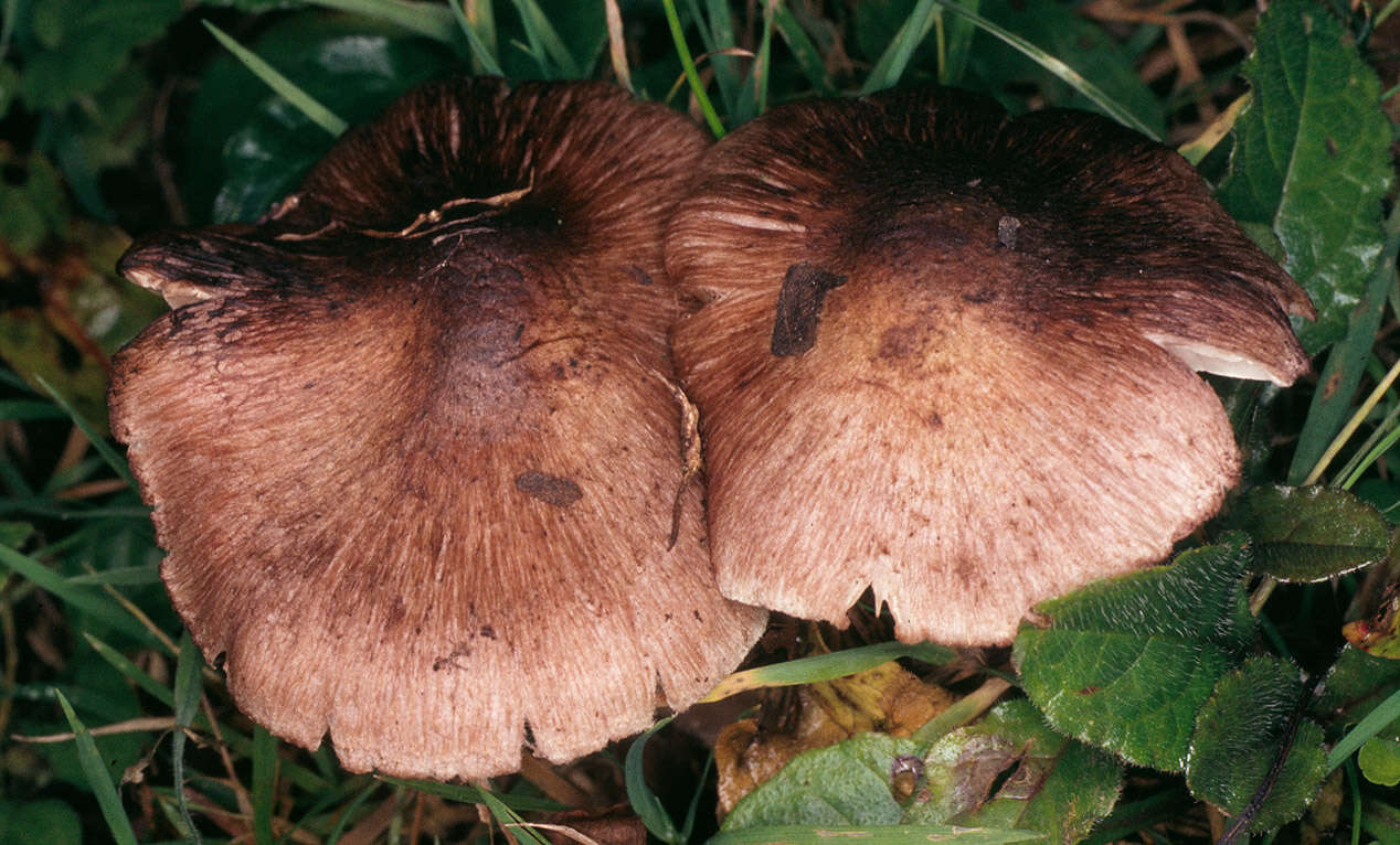 Image of Inocybe adaequata (Britzelm.) Sacc. 1887