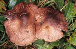 Image of Inocybe adaequata (Britzelm.) Sacc. 1887