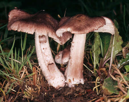 Image of Inocybe adaequata (Britzelm.) Sacc. 1887