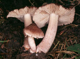 Image of Inocybe adaequata (Britzelm.) Sacc. 1887