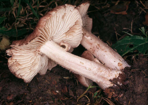 Image of Inocybe adaequata (Britzelm.) Sacc. 1887