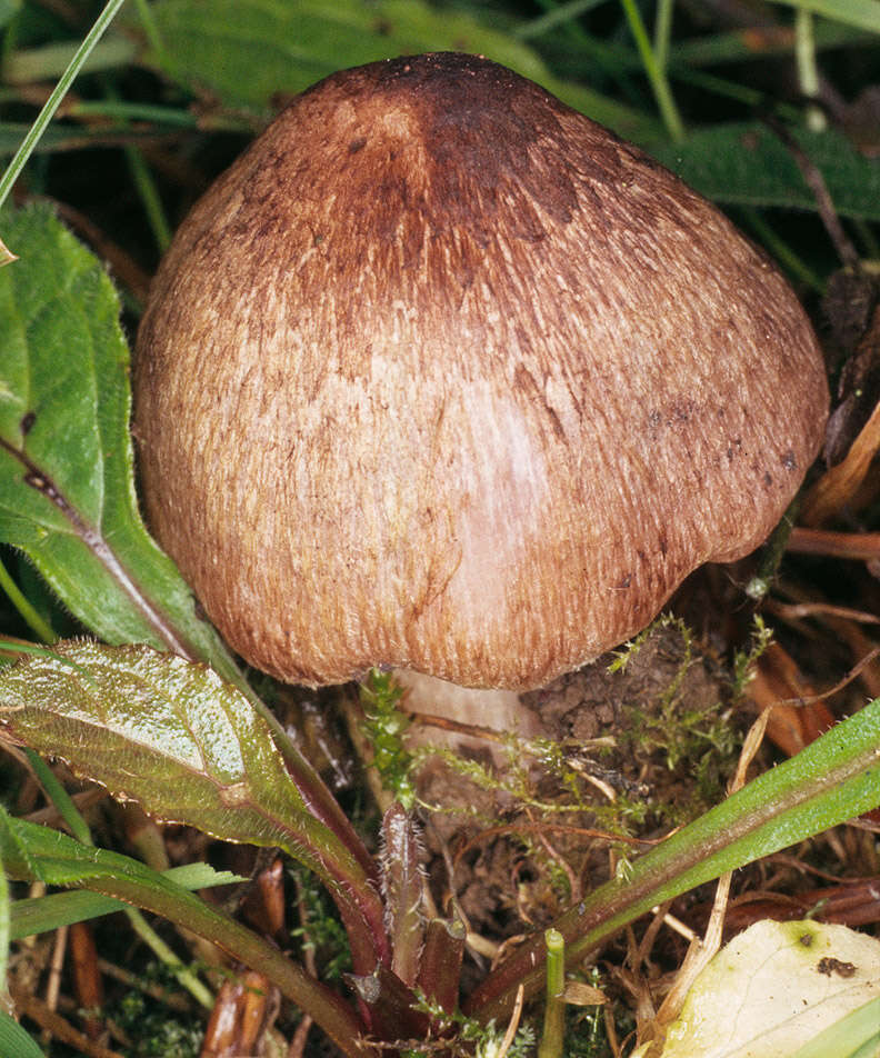 Image of Inocybe adaequata (Britzelm.) Sacc. 1887