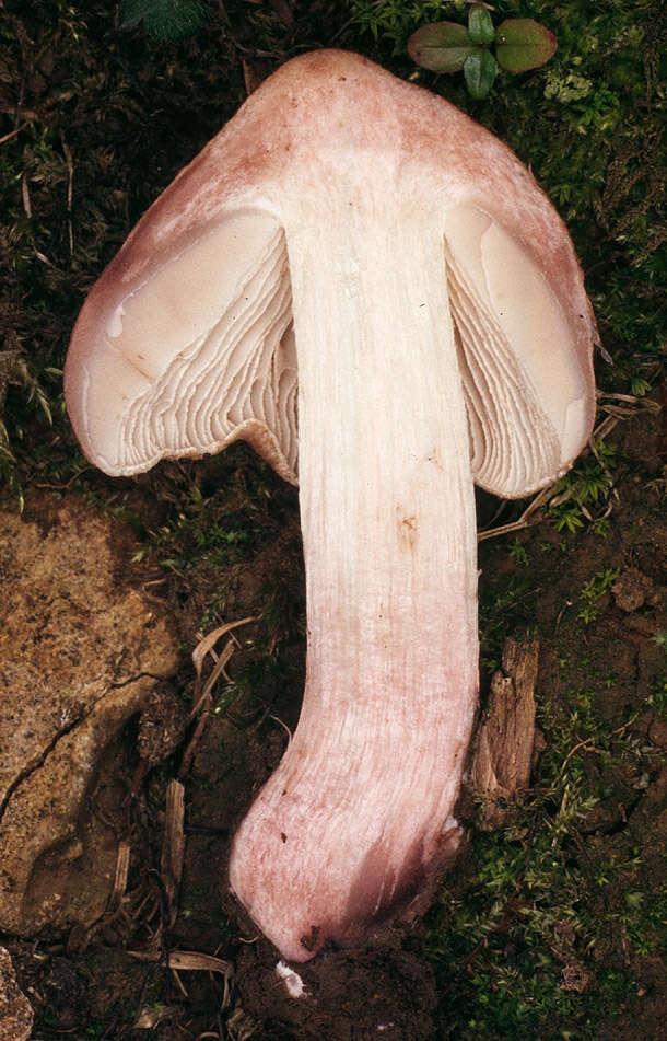 Image of Inocybe adaequata (Britzelm.) Sacc. 1887