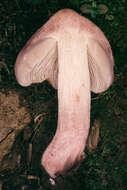 Image of Inocybe adaequata (Britzelm.) Sacc. 1887