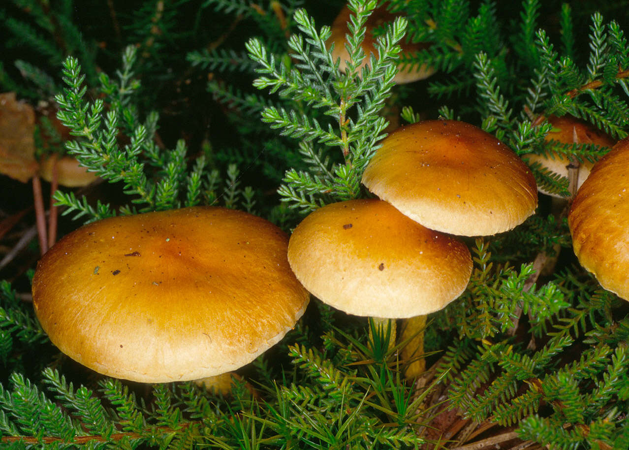 Image of Pholiota highlandensis (Peck) Quadr. & Lunghini 1990