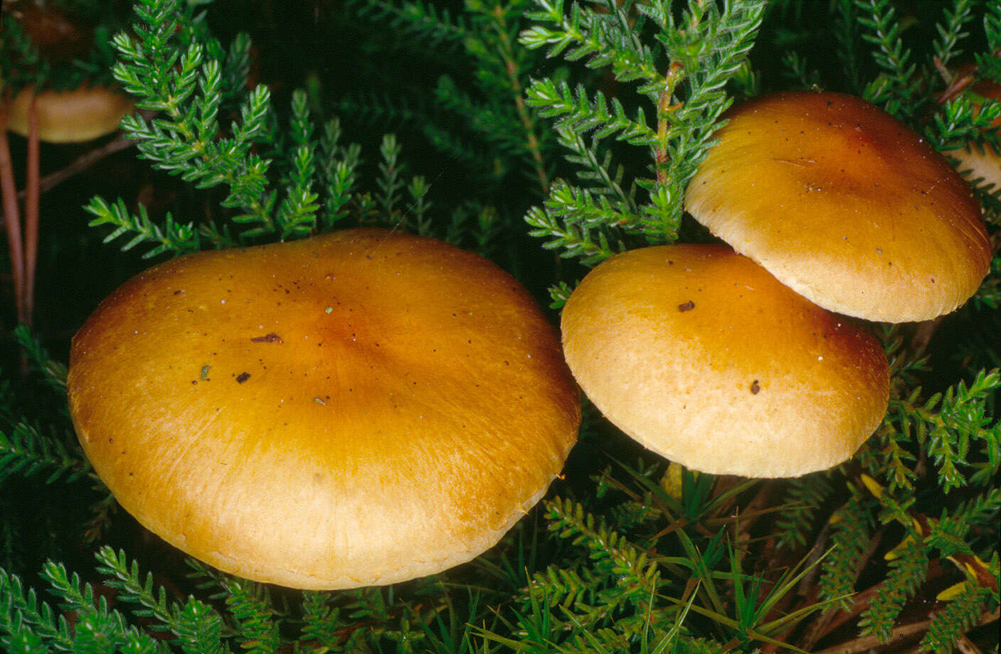 Image of Pholiota highlandensis (Peck) Quadr. & Lunghini 1990