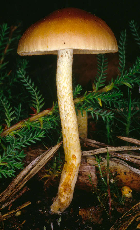 Image of Pholiota highlandensis (Peck) Quadr. & Lunghini 1990