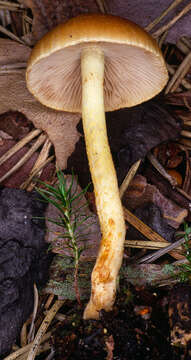 Image of Pholiota highlandensis (Peck) Quadr. & Lunghini 1990