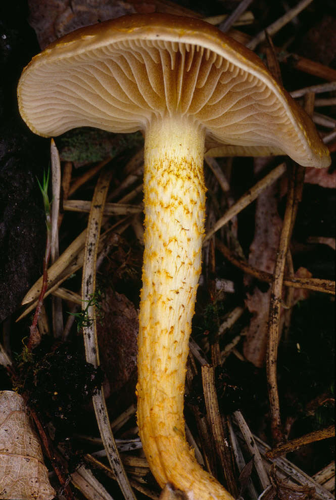 Image of Pholiota highlandensis (Peck) Quadr. & Lunghini 1990